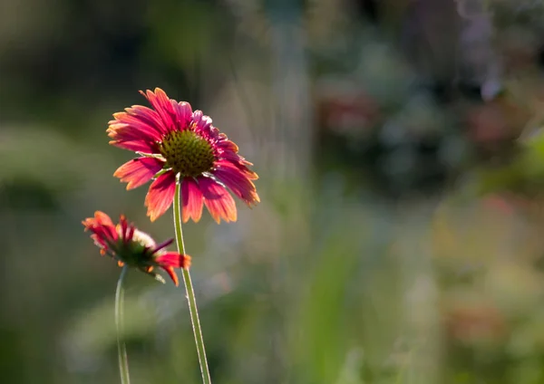 Hermoso Retrato Gaillardia Pulchella Flor Fondo Borroso Suave — Foto de Stock