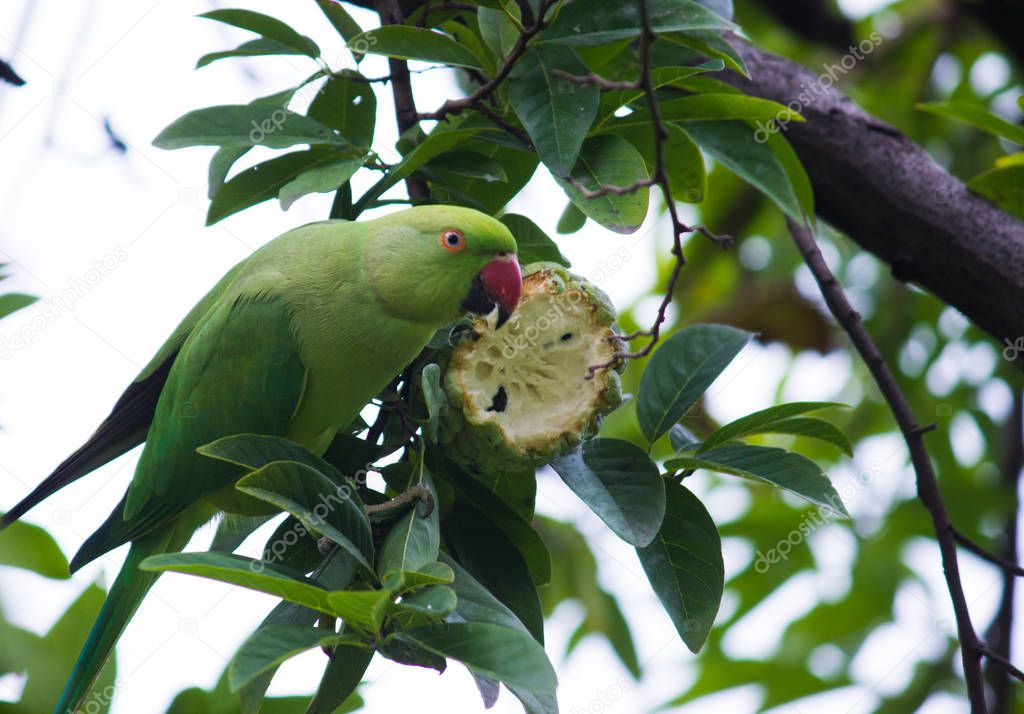 Rose Ringed Parakeet on the Tree eating Fruit