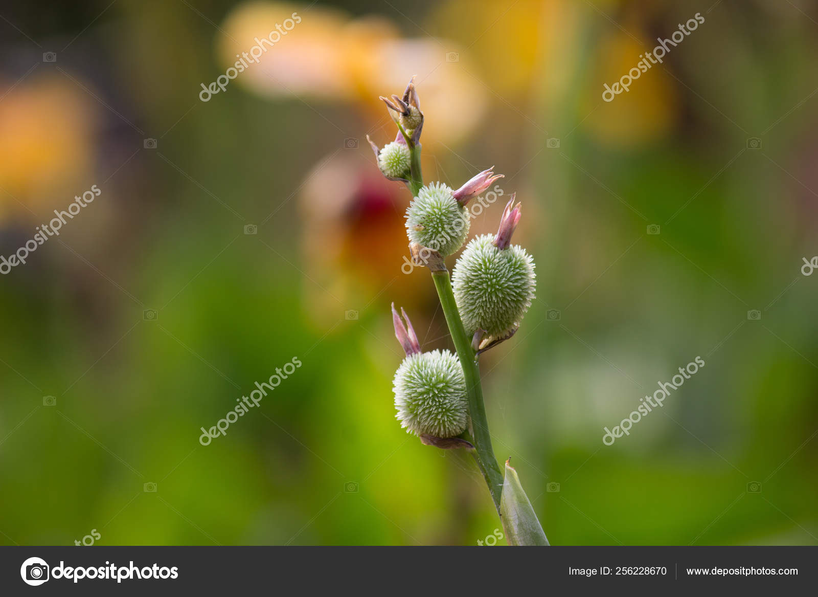 Beautiful Portrait Canna Indica Flower Buds Soft Blurry Background Stock Photo C Robbieross 256228670