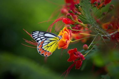 Royal Poinciana çiçekler üzerinde güzel bir Jezebel Butterfly portresi