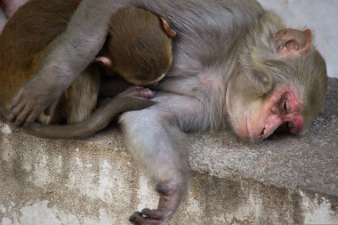 Ağaç altında uyuyan Rhesus Macaque maymun