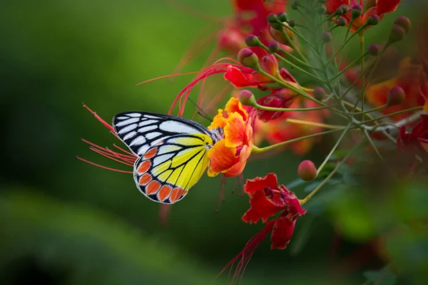 Portret Pięknego Jezebel Butterfly Royal Poinciana Flowers — Zdjęcie stockowe