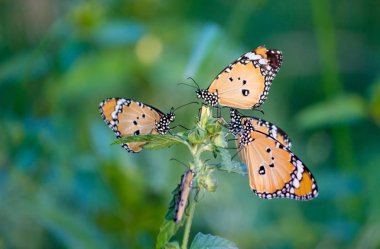 Çiçek bitkiler üzerinde oturan Plain Tiger Butterfly