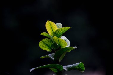 Gün boyunca dışarı çiçeklenme yaprakları