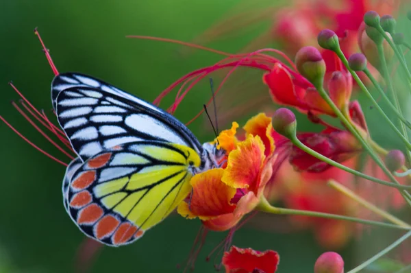 Royal Poinciana çiçekler üzerinde güzel bir Jezebel Butterfly portresi