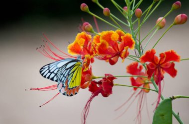Royal Poinciana çiçekler üzerinde güzel bir Jezebel Butterfly portresi