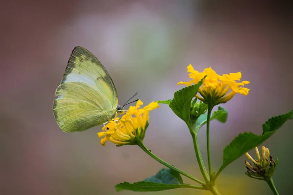 Borboleta Grama Amarela Bonita Nas Plantas Flor Seu Habitat Natural — Fotografia de Stock