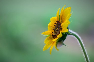 Helianthus annuus, Helianthus cinsinin yenilebilir yağı ve yenilebilir meyveleri için yetiştirilen büyük bir yıllık yasağıdır..