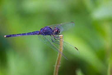 Bir yusufçuk sipariş kızböcekleri, infraorder alttakım ait bir böcek var. Yetişkin yusufçuk karakterize gözleri büyük, çok yönlü, güçlü iki çift, şeffaf kanatları tarafından,