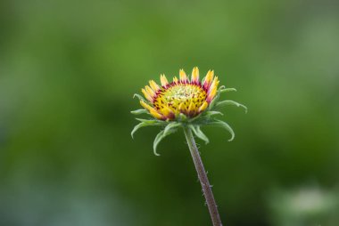 Helianthus annuus, Helianthus cinsinin yenilebilir yağı ve yenilebilir meyveleri için yetiştirilen büyük bir yıllık yasağıdır..