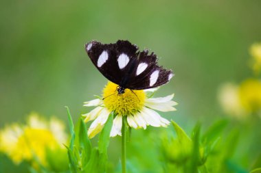 Çiçekler üzerinde oturan Eggfly Kelebek Güzel Portre