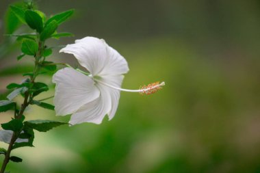 Yumuşak bulanık arka plan aleyhine izole Hibiscus Çiçek Güzel Portresi