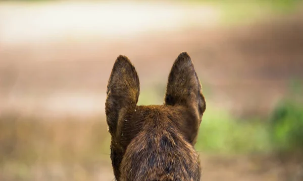 Πορτρέτο Των Αυτιών Του Σκύλου Από Πίσω Ένα Απαλό Θολό — Φωτογραφία Αρχείου