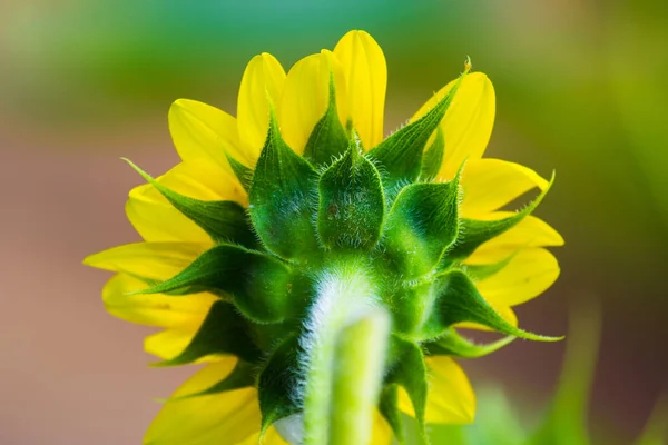 Helianthus annuus, the common sunflower, is a large annual forb of the genus Helianthus grown as a crop for its edible oil and edible fruits.