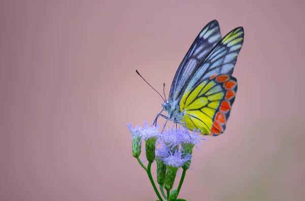 Портрет Загальної Метелик Jezebel Сидячи Квіткових Рослин — стокове фото