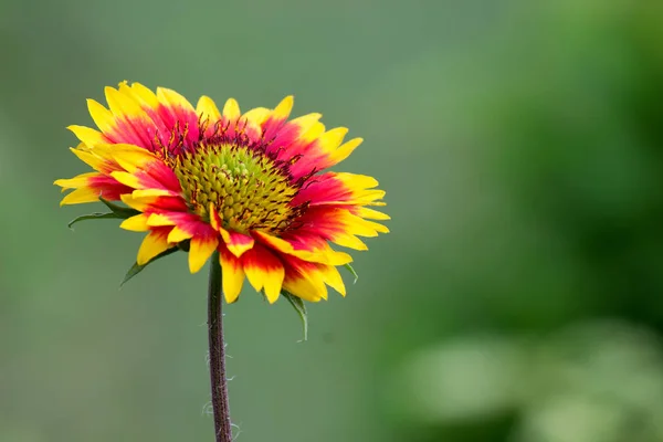 Helianthus annuus, the common sunflower, is a large annual forb of the genus Helianthus grown as a crop for its edible oil and edible fruits.