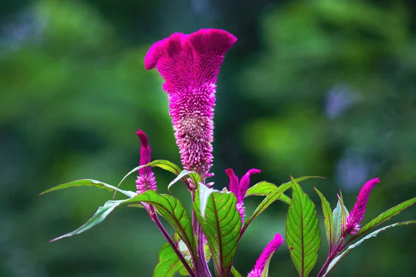 Portret Van Celosia Bloem Geïsoleerd Tegen Een Zachte Groene Wazige — Stockfoto