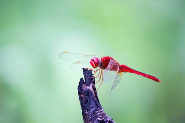 Dragonfly Insect Belonging Order Odonata Infraorder Anisoptera Adult Dragonflies Characterized — 图库照片