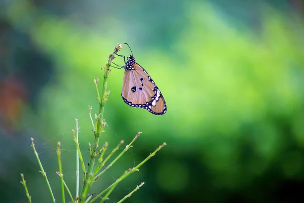 Portrait Papillon Tigre Uni Assis Sur Fleur Plantes — Photo