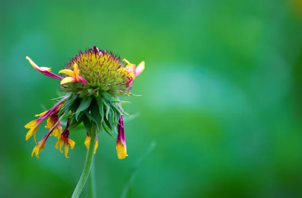 Helianthus Annuus Обыкновенный Подсолнечник Является Крупным Однолетним Сортом Рода Helianthus — стоковое фото