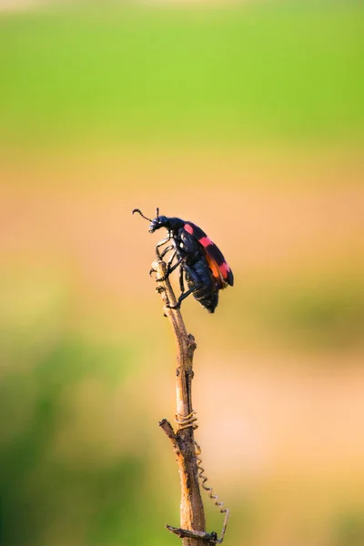 Retrato Escarabajo Bug Aislado Sobre Fondo Borroso Color Verde Suave — Foto de Stock