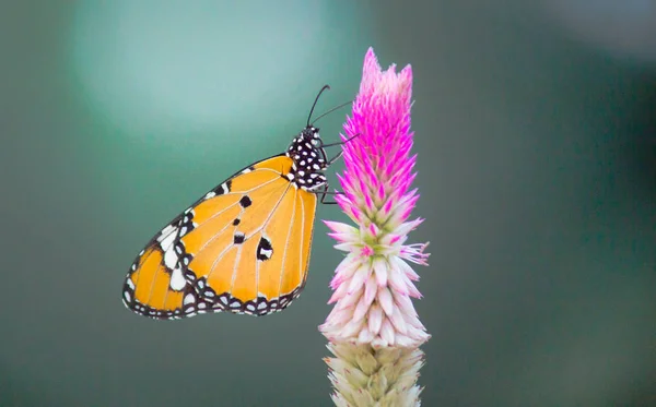 Portrait of The Plain Tiger Butterfly sitting on the flower Plants