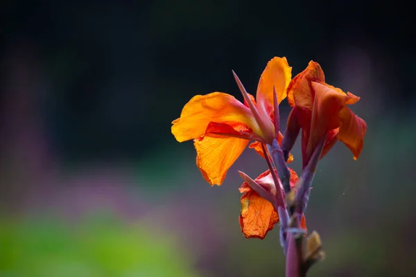 Bellissimo Ritratto Canna Indica Fiori Uno Sfondo Morbido Sfocato — Foto Stock