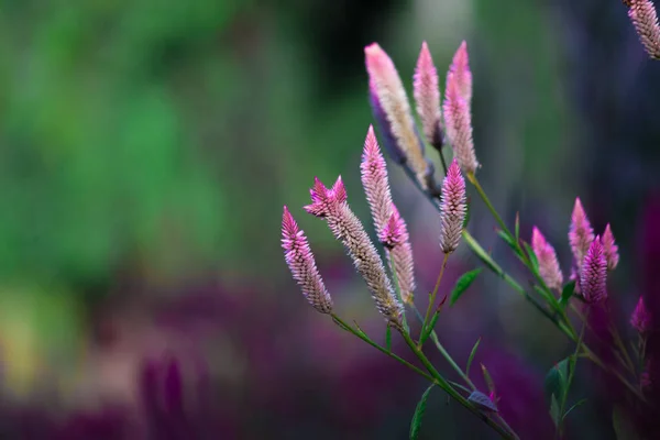 Retrato Celosia Flor Aislada Sobre Suave Fondo Verde Borroso —  Fotos de Stock