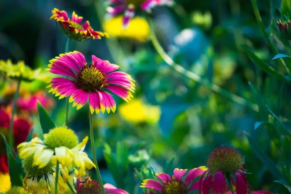 Helianthus Annuus Den Gemensamma Solrosen Stor Ettårig Gaffel Släktet Helianthus — Stockfoto