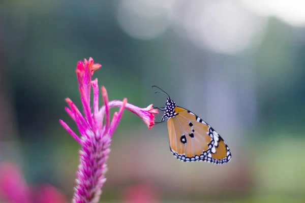Retrato Plain Tiger Butterfly Sentado Flor Plantas — Fotografia de Stock