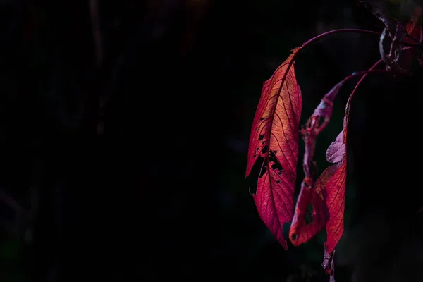 柔らかい背景の自然の葉 — ストック写真