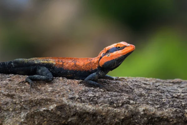 Ještěrka Peninsular Rock Agama Která Sedí Skále Přirozeném Prostředí — Stock fotografie