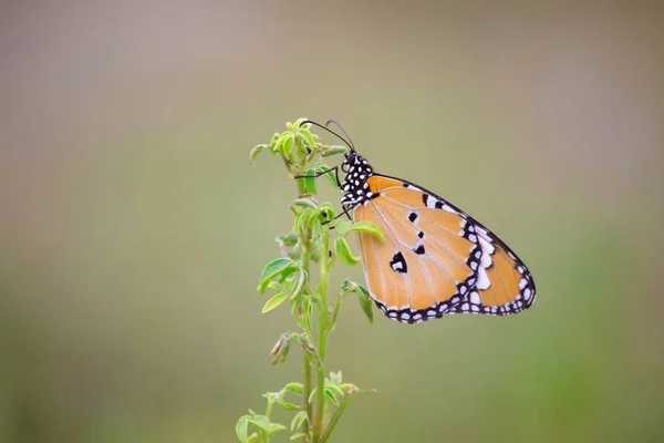 Portrait of The Plain Tiger Butterfly sitting on the flower Plants