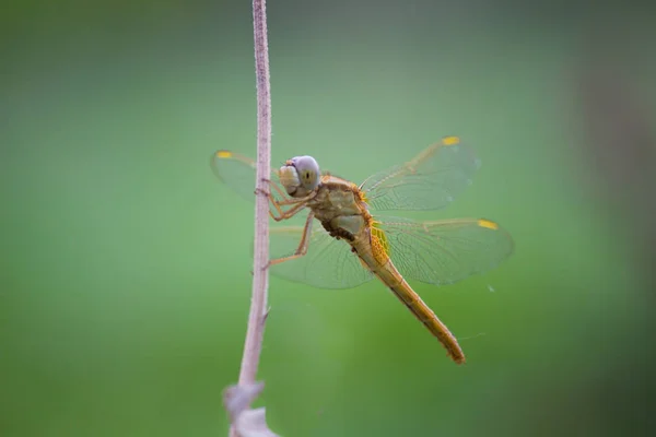 잠자리는 잠자리 Infraorder Anisoptera 순서에 속하는 잠자리 다각적인 강한의 날개에 — 스톡 사진
