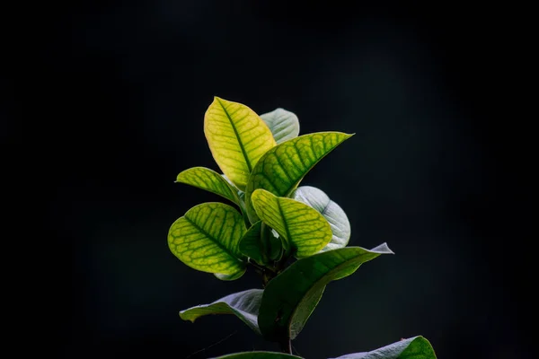 柔和背景中的天然叶子 — 图库照片