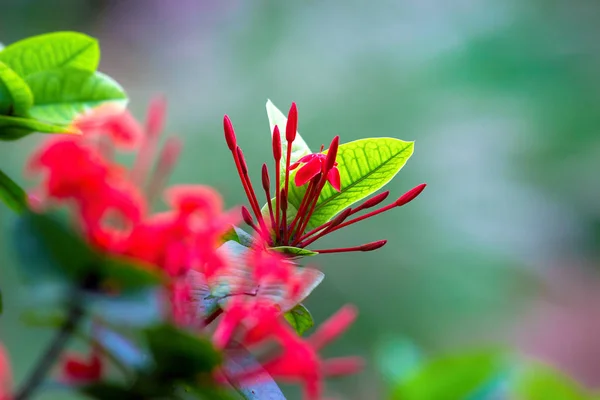 柔らかいぼやけた背景の赤いルビーの花の美しい肖像画 — ストック写真