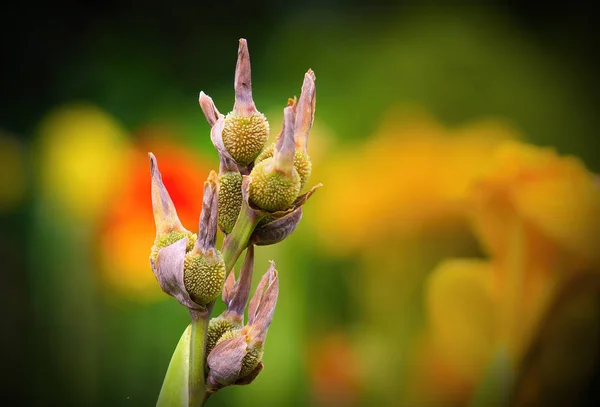 Canna Indica Una Especie Planta Perteneciente Familia Cannaceae Orden Los —  Fotos de Stock