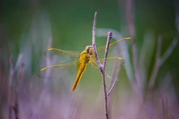 Dragonfly Insect Belonging Order Odonata Infraorder Anisoptera Adult Dragonflies Characterized — 图库照片