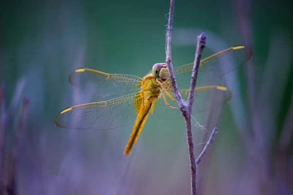 Μια Dragonfly Είναι Ένα Έντομο Που Ανήκουν Στη Διαταγή Odonata — Φωτογραφία Αρχείου