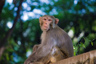 Ağacın Altında Oturan Rhesus Makak Maymun Portresi