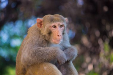Ağacın Altında Oturan Rhesus Makak Maymun Portresi