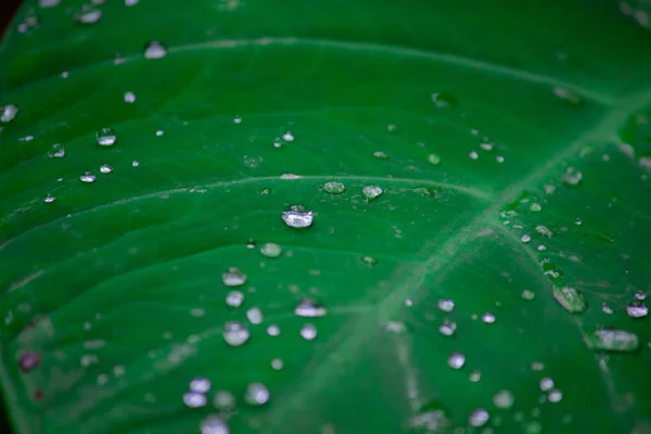 Gotas Água Folha Durante Primavera — Fotografia de Stock