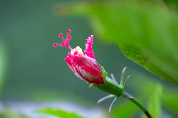 Retrato Bonito Flor Hibisco Isolado Contra Fundo Embaçado Macio Verde — Fotografia de Stock