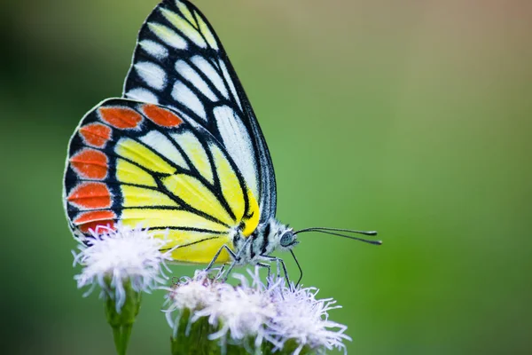 Retrato Mariposa Común Jezabel Sentada Flor Plantas — Foto de Stock