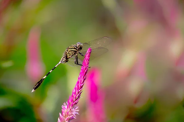 Dragonfly Sitter Blomväxter Mjuk Suddig Bakgrund — Stockfoto