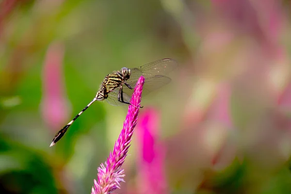 Libélula Sentado Sobre Plantas Flores Fundo Embaçado Suave — Fotografia de Stock