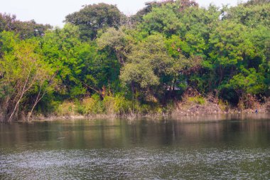 Ağaçlar ve bitkilerle çevrili güzel bir su birikintisi
