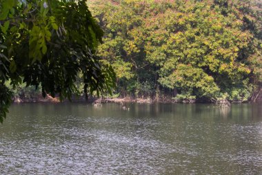 ağaçlarla çevrili su birikintisi 