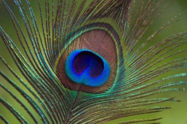 Yumuşak bulanık arka planda Tavus Kuşu Tüyleri Güzel Portresi