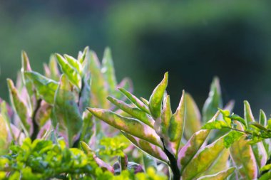 Yumuşak yeşil bulanık arka plan aleyhine izole Yaprakları Portresi